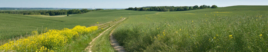 A panoramic view of a serene countryside landscape, featuring a winding dirt path surrounded by lush green fields and blooming yellow flowers under a clear blue sky.